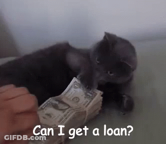 Cat Playing With Money Asking If It Can Get A Loan GIF