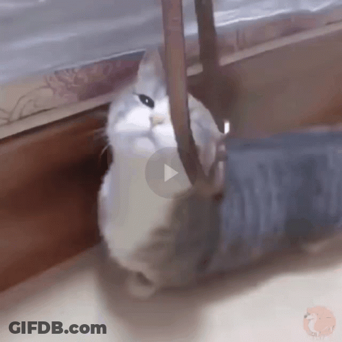 Cat Playing With Person's Leg GIF