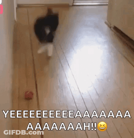 Cat Playing With Red Ball GIF