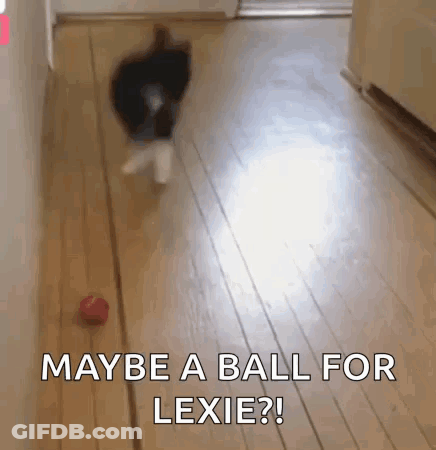 Cat Playing With Red Ball Saying Maybe A Ball For Lexie GIF