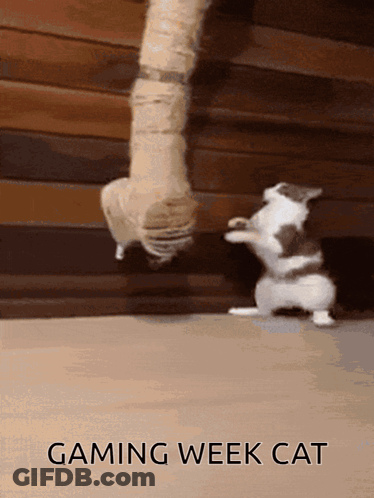 Cat Playing With Rope Gaming Week Cat GIF