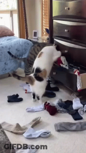 Cat Playing With Socks GIF