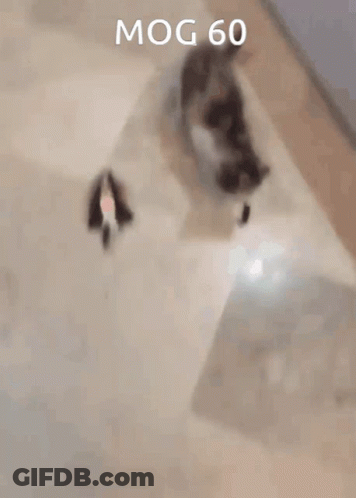 Cat Playing With Toy 60 GIF