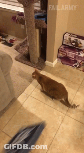Cat Playing With Toy In Living Room FailArmy GIF