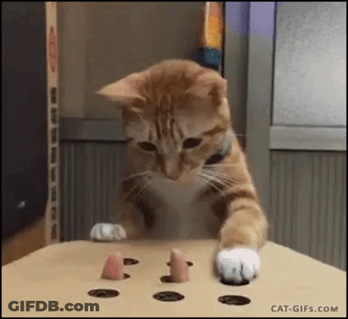 Cat Playing With Toy On Table GIF