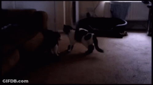 Cat Playing With Two Lightsabers In Dark GIF