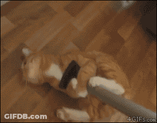 Cat Playing With Vacuum Cleaner GIF