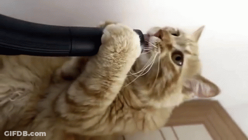 Cat Playing With Vacuum Cleaner GIF