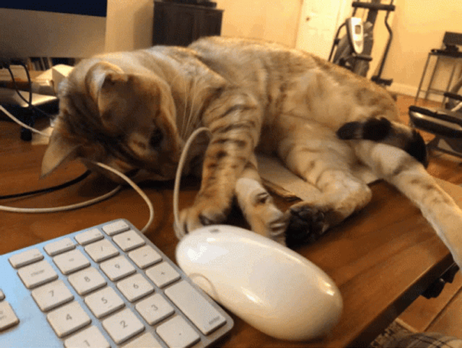 Cat Plays With Computer Mouse GIF