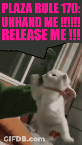 Cat Plaza Rule 170 Unhand Me Release Me!!! GIF