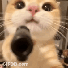 Cat Pointing Gun At Camera GIF