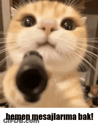 Cat Pointing Gun Hemen Mesajlarima Bak GIF