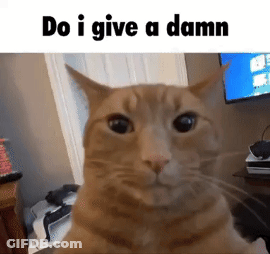 Cat Poker Face Dont Care GIF
