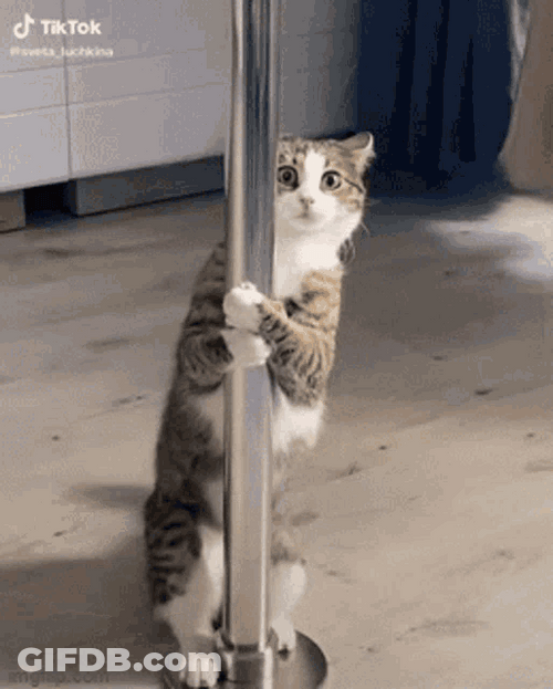 Cat Pole Dance GIF