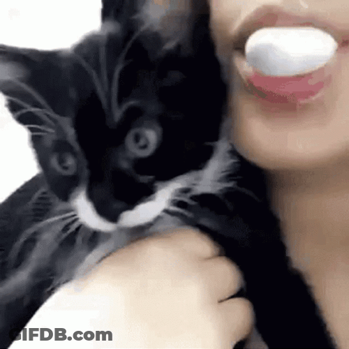 Cat Popping Its Owner Bubble Gum GIF