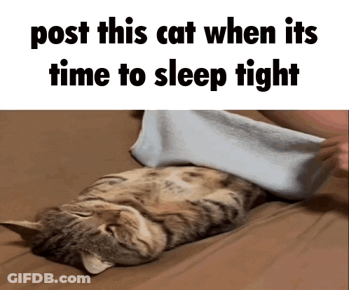 Cat Post This Cat When Its Time To Sleep Tight GIF