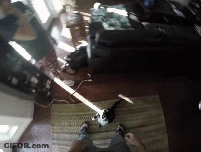 Cat POV Hurray Hands Up GIF