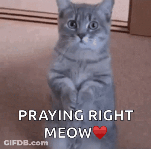 Cat Pray Before Sleep GIF