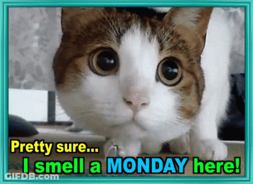 Cat Pretty Sure I Smell A Monday Here GIF