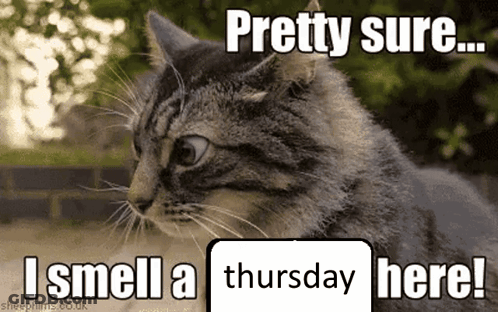 Cat Pretty Sure I Smell A Thursday Here GIF