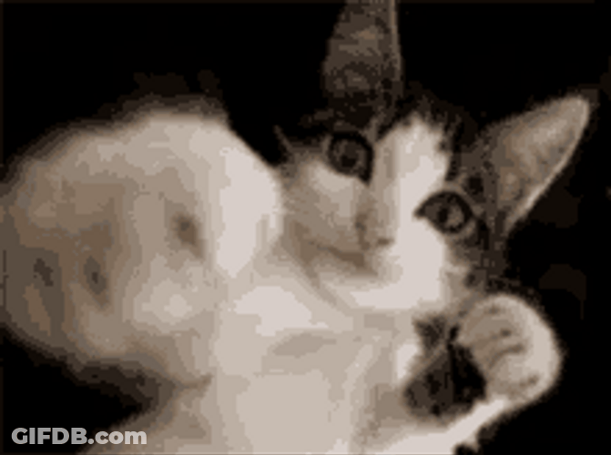 Cat Punching With Paws GIF