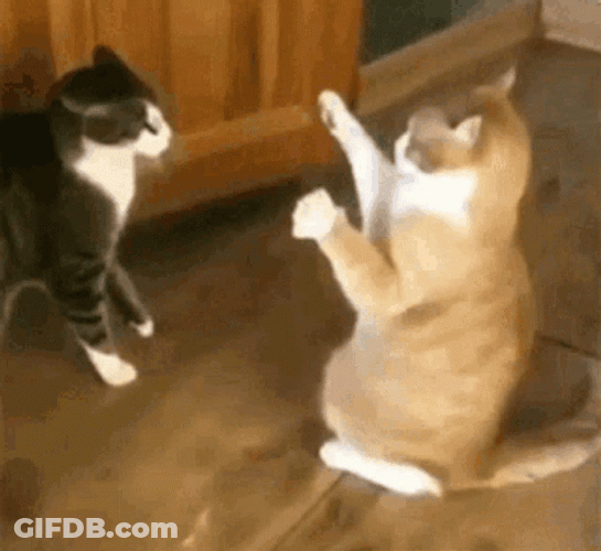 Cat Pushover Funny Animal GIF