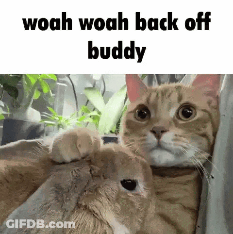 Cat Putting Paw On Rabbit's Head GIF