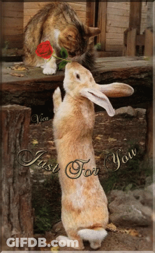 Cat Putting Rose In Rabbit's Mouth Just For You GIF