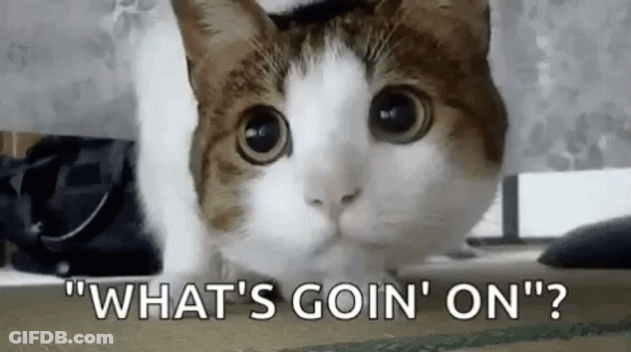 Cat Puzzled Whats Going On GIF