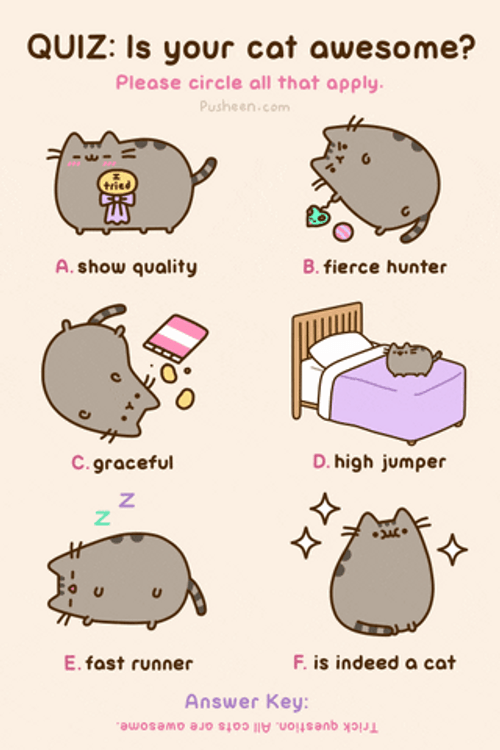 Cat Quiz Awesome Cute Pusheen GIF