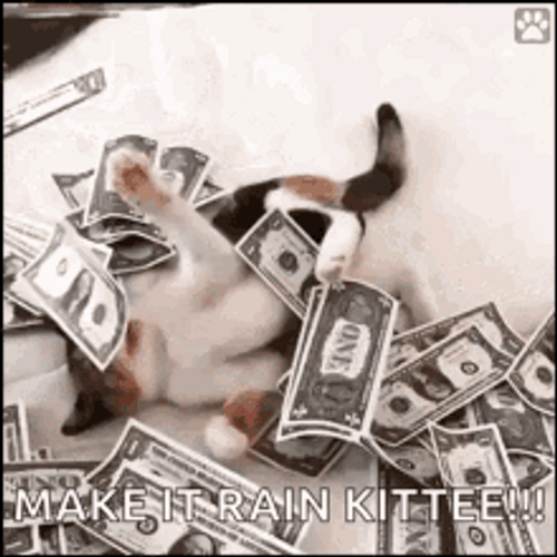Cat Raining Money GIF