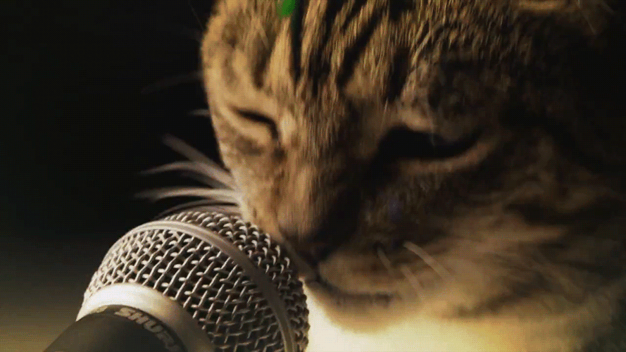 Cat Rave Party Singing GIF