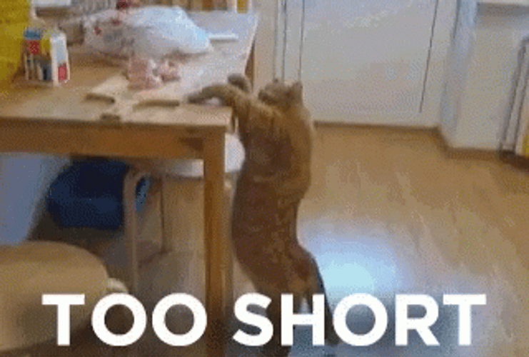 Cat Reaching Food Too Short GIF