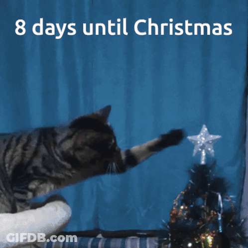 Cat Reaching For Star 8 Days Until Christmas GIF