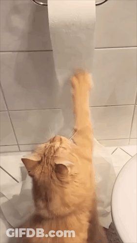Cat Reaching For Toilet Paper In Bathroom GIF