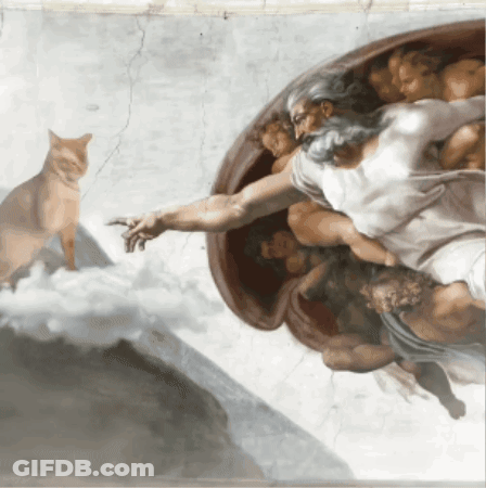 Cat Reaching Out To Bearded Man GIF