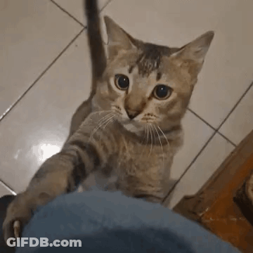 Cat Reaching Toward Person's Leg GIF