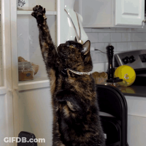 Cat Reaching Up To Shelf GIF