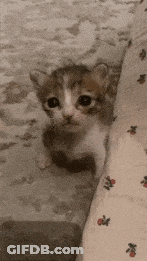 Cat Reaction Michi Triste GIF