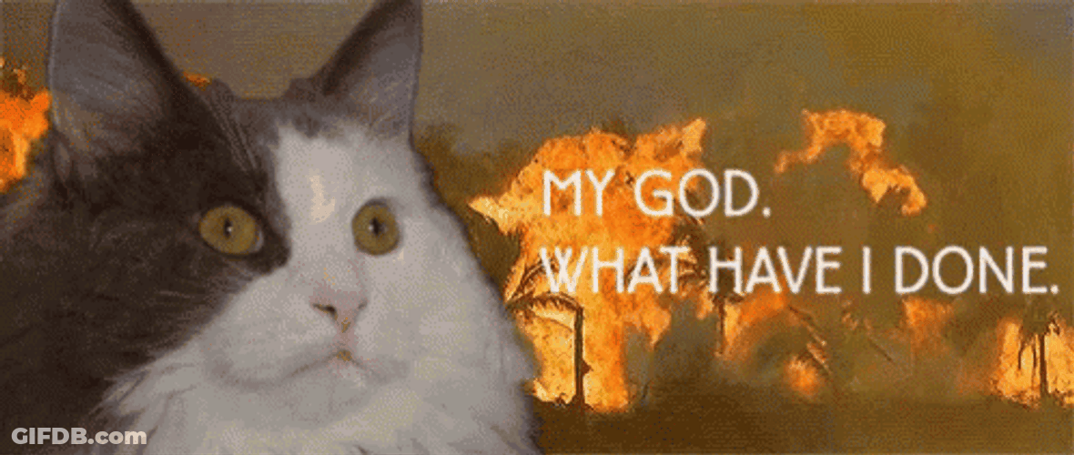 Cat Realizing What Have I Done GIF
