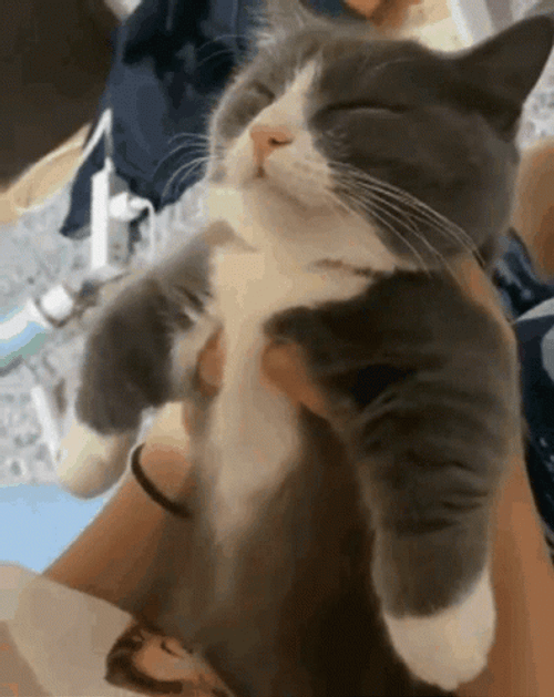 Cat Rejected Girl Kiss GIF