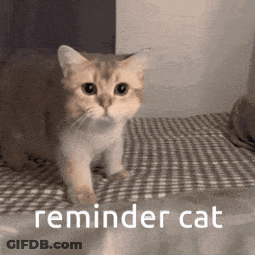 Cat Reminder GIF