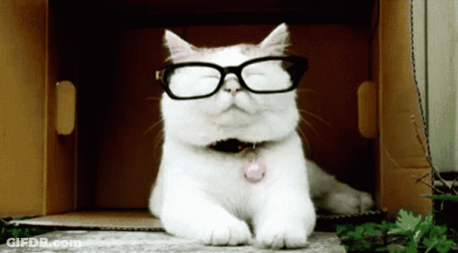 Cat Removing Glasses GIF