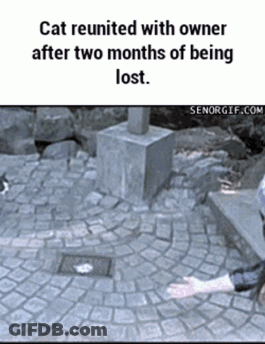 Cat Reunited With Owner After Two Months Lost GIF