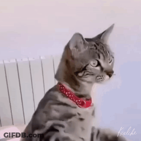 Cat Riding Another Cat GIF