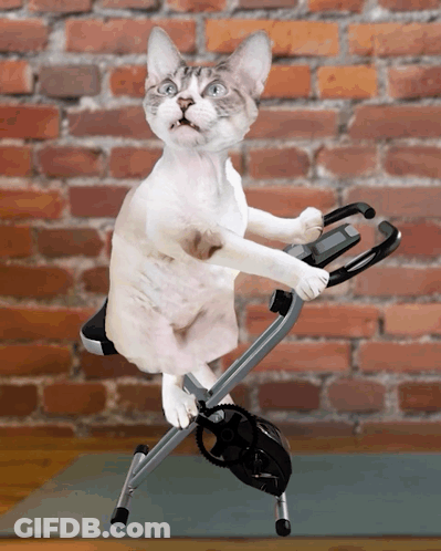 Cat Riding Exercise Bike On Brick Wall GIF