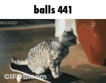 Cat Riding Skateboard Balls 441 GIF