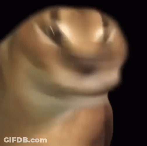 Cat Rotates It's Head GIF