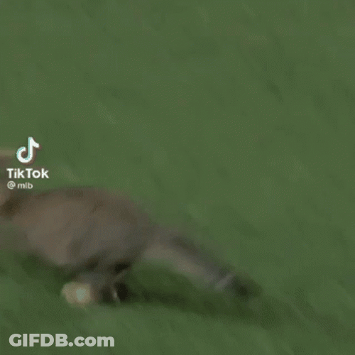 Cat Running GIF