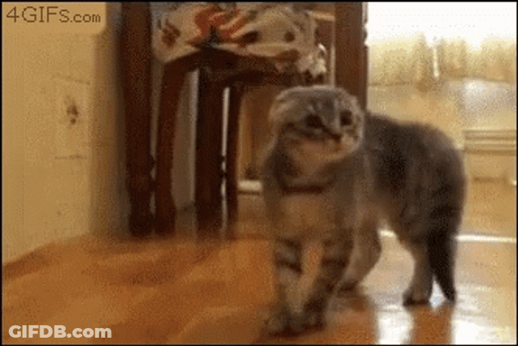 Cat Running GIF